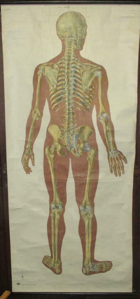 oude levensgrote medische plaat skelet 3, Antiek en Kunst, Antiek | Schoolplaten, Natuur en Biologie, Verzenden