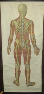 oude levensgrote medische plaat skelet 3, Antiek en Kunst, Antiek | Schoolplaten, Verzenden, Natuur en Biologie