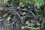 ophiopogon, Zomer, Vaste plant, Overige soorten, Ophalen