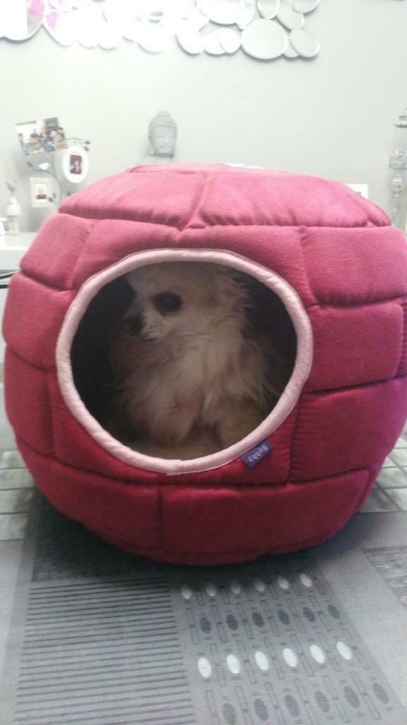 PANIER CHIEN ou CHAT (faire offre), Dieren en Toebehoren, Overige Dieren-accessoires, Zo goed als nieuw, Ophalen of Verzenden