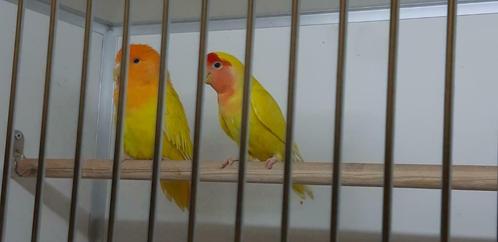 albino/lutino opaline Dwergpapegaai, Dieren en Toebehoren, Vogels | Parkieten en Papegaaien, Dwergpapegaai of Agapornis, Meerdere dieren