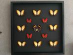 Composition de 13 papillons Kallima - Phoebis - Cymothoe, Antiquités & Art, Enlèvement ou Envoi