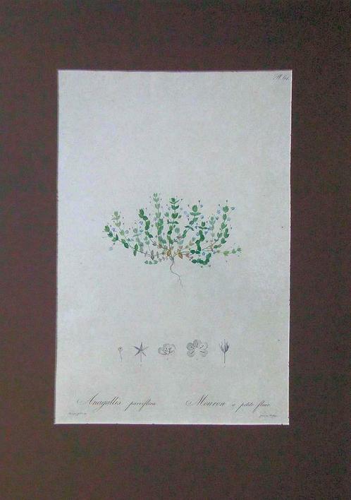 Hoffmanssegg J C, Völcker G W * Flore Portugaise: Pl. 64, Antiek en Kunst, Kunst | Litho's en Zeefdrukken, Ophalen of Verzenden