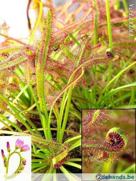 ② Plantes carnivores - Droséra du Cap - 100 graines. — Bulbes & Semences —  2ememain