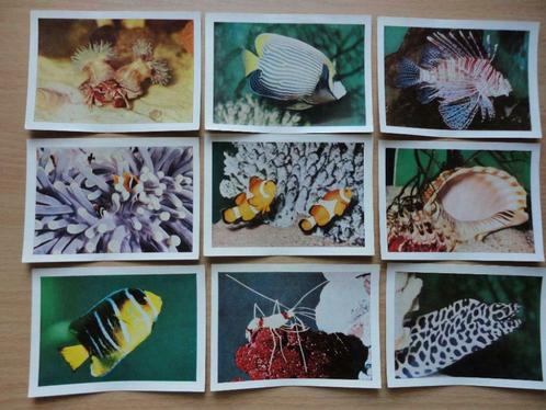 99 photos faunaflor aquatic ( côte d' or ) images parfaites, Collections, Collections Autre, Neuf, Enlèvement ou Envoi