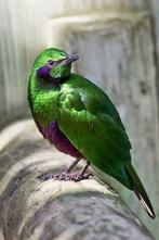 Étourneau émeraude, Domestique, Oiseau tropical, Plusieurs animaux