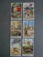 Prints Liebig - insectes de droite S1458 VD332, Collections, Comme neuf, Nature, 1940 à 1960, Enlèvement ou Envoi