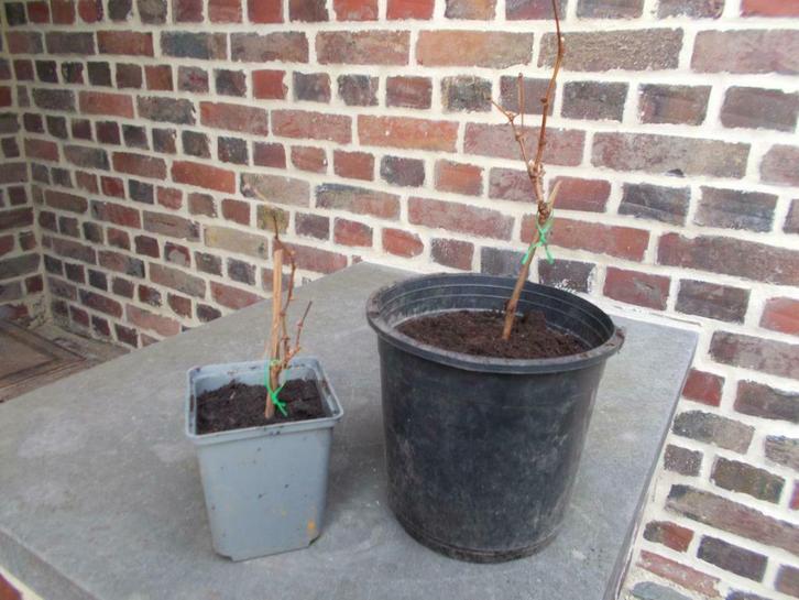 bouture de vigne, Tuin en Terras, Planten | Fruitbomen, Overige soorten, 250 tot 400 cm, Volle zon, Zomer, In pot, Ophalen of Verzenden