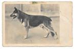 duitse herdershond, Collections, Cartes postales | Animaux, Affranchie, Chien ou Chat, Enlèvement ou Envoi