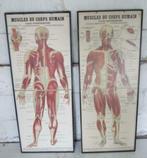 grote medische schoolplaten skelet spieren mens, Enlèvement