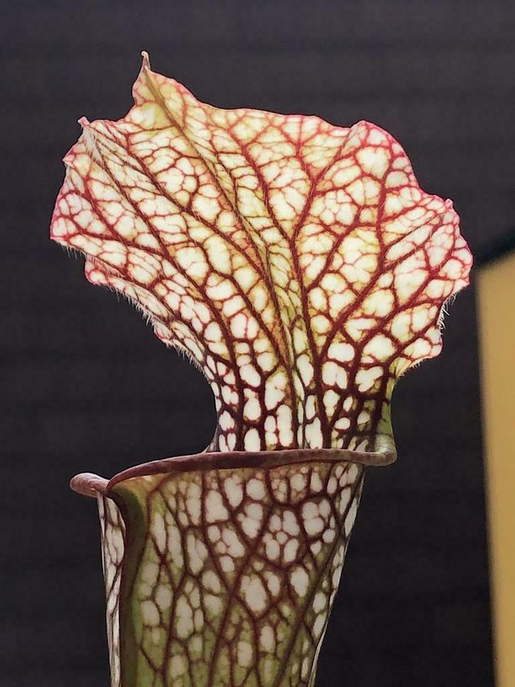 30 zaden van verschillende soorten Sarracenia, Tuin en Terras, Bloembollen en Zaden, Zaad, Gehele jaar, Volle zon, Ophalen