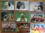 postkaarten honden, Ongelopen, Ophalen of Verzenden, 1980 tot heden, Hond of Kat