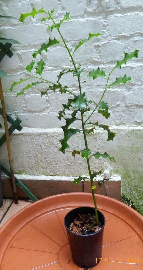 Houx commun - llex aquifolium jeune arbuste de 120 cm, Tuin en Terras, Planten | Bomen, Halfschaduw, Lente, In pot, Ophalen