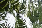 Trachycarpus fortunei, palmier, palmier rustique, En pot, Enlèvement, Palmier