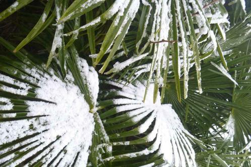 Trachycarpus fortunei, palmier, palmier rustique, Jardin & Terrasse, Plantes | Arbres, Palmier, En pot, Enlèvement