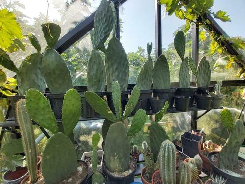Heel mooie cactus opuntia., Jardin & Terrasse, Plantes | Jardin, Plante fixe, Autres espèces, Enlèvement