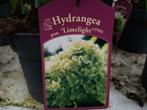 Hydrangea Hortensia Lime Light, Enlèvement