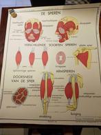 schoolplaat dubbelzijdig, de spieren, gezondheidsleer, Antiek en Kunst, Ophalen