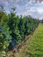 Haagspar/ coniferen: Thuja Brabant groenblijvend, Tuin en Terras, Planten | Struiken en Hagen, Haag, Conifeer, Ophalen, 250 cm of meer