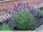 Lavendel, Tuin en Terras, Planten | Tuinplanten, Ophalen of Verzenden, Vaste plant