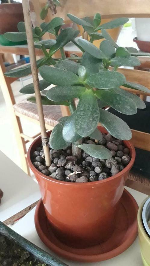 ② Arbre de jade crassula ovata — Plantes d'intérieur — 2ememain