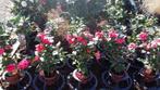 BOMEN . HAAGPLANTEN .BOOMSCHORS .  PLANTGROND, Tuin en Terras, Ophalen, Zomer, Vaste plant, Halfschaduw