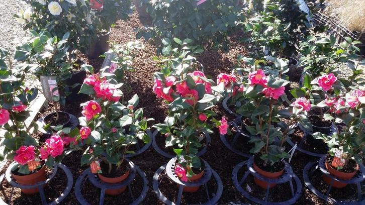 BOMEN . HAAGPLANTEN .BOOMSCHORS .  PLANTGROND, Tuin en Terras, Planten | Tuinplanten, Vaste plant, Halfschaduw, Zomer, Ophalen