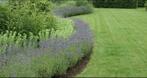 Tuinman met ervaring regio west-vlaanderen