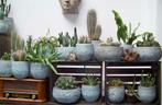 Cactussen groot en klein - verschillende soorten, Ophalen, Minder dan 100 cm, Bloeiende kamerplant, Volle zon