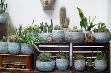 Cactussen groot en klein - verschillende soorten