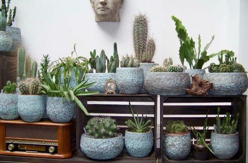 Cactussen groot en klein - verschillende soorten, Maison & Meubles, Plantes d'intérieur, Cactus, Moins de 100 cm, Plante à fleurs