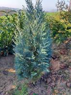 Conifère/épicéa : Cyprès bleu 'Columnaris', Jardin & Terrasse, Plantes | Arbustes & Haies, 100 à 250 cm, Enlèvement, Conifère