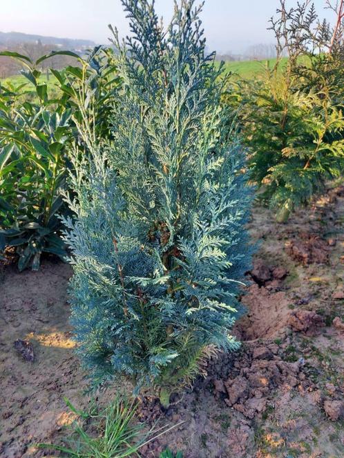 Conifère/épicéa : Cyprès bleu 'Columnaris', Jardin & Terrasse, Plantes | Arbustes & Haies, Haie, Conifère, 100 à 250 cm, Enlèvement