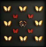 Composition de 13 papillons Kallima - Phoebis - Cymothoe, Antiquités & Art, Enlèvement ou Envoi