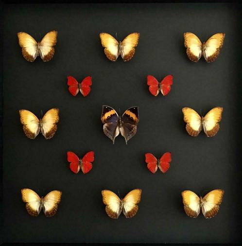 Composition de 13 papillons Kallima - Phoebis - Cymothoe, Antiquités & Art, Curiosités & Brocante, Enlèvement ou Envoi