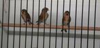 BONTE CABARET BARMSIJS, Meerdere dieren, Wildzangvogel, Geringd