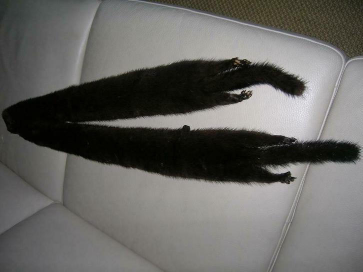 DAMESSJAAL IN NERTSBONT, Vêtements | Femmes, Bonnets, Écharpes & Gants, Neuf, Écharpe, Enlèvement ou Envoi