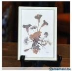 herbier plante inconnue  dans cadre beige vitré, Enlèvement ou Envoi