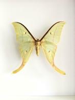 Papilio Actias Selene -Papillon Lune Indien- Sous Cadre