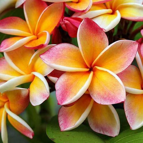 Plumeria  Rubra, Tuin en Terras, Planten | Tuinplanten, Ophalen of Verzenden