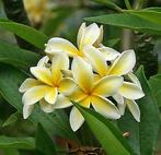 Plumeria  Rubra, Tuin en Terras, Planten | Tuinplanten, Zomer, Vaste plant, Ophalen of Verzenden, Overige soorten