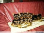 Mini yorkshire pups bij ELITE FOKKER echte hondenliefhebber, Parvovirose, Plusieurs, Belgique, 8 à 15 semaines