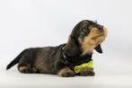 Ruwhaar Teckel pupjes, 100 % Belgische hondjes
