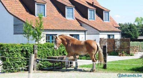 B&B Onthaasten in stijl met Porsche rit, Diensten en Vakmensen, Koeriers, Chauffeurs en Taxi's