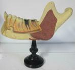 antiek anatomisch model kaak met tanden gebit 4A, Verzenden