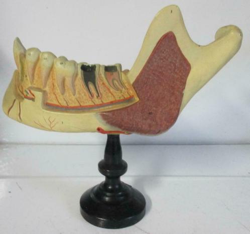 antiek anatomisch model kaak met tanden gebit 4A, Antiquités & Art, Curiosités & Brocante, Envoi