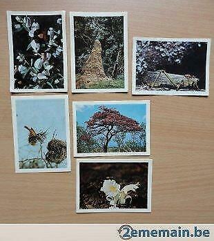 31 foto's faunaflor Congo II beelden cote d' or prentjes, Verzamelen, Overige Verzamelen, Nieuw, Ophalen of Verzenden