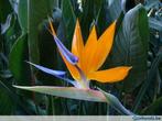 paradijsvogelbloem (Strelitzia reginae), Enlèvement