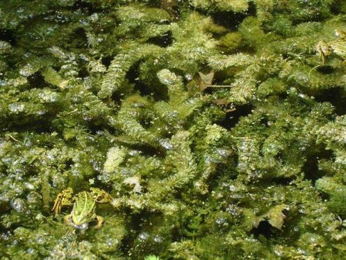 Hoornblad zuurstofplant, Tuin en Terras, Vijvers, Gebruikt, Ophalen