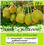 KIWI PLANTEN "JENNY", zelfbestuivend, in pot gekweekt, 7,5€/, Vaste plant, Fruitplanten, Ophalen of Verzenden, Lente